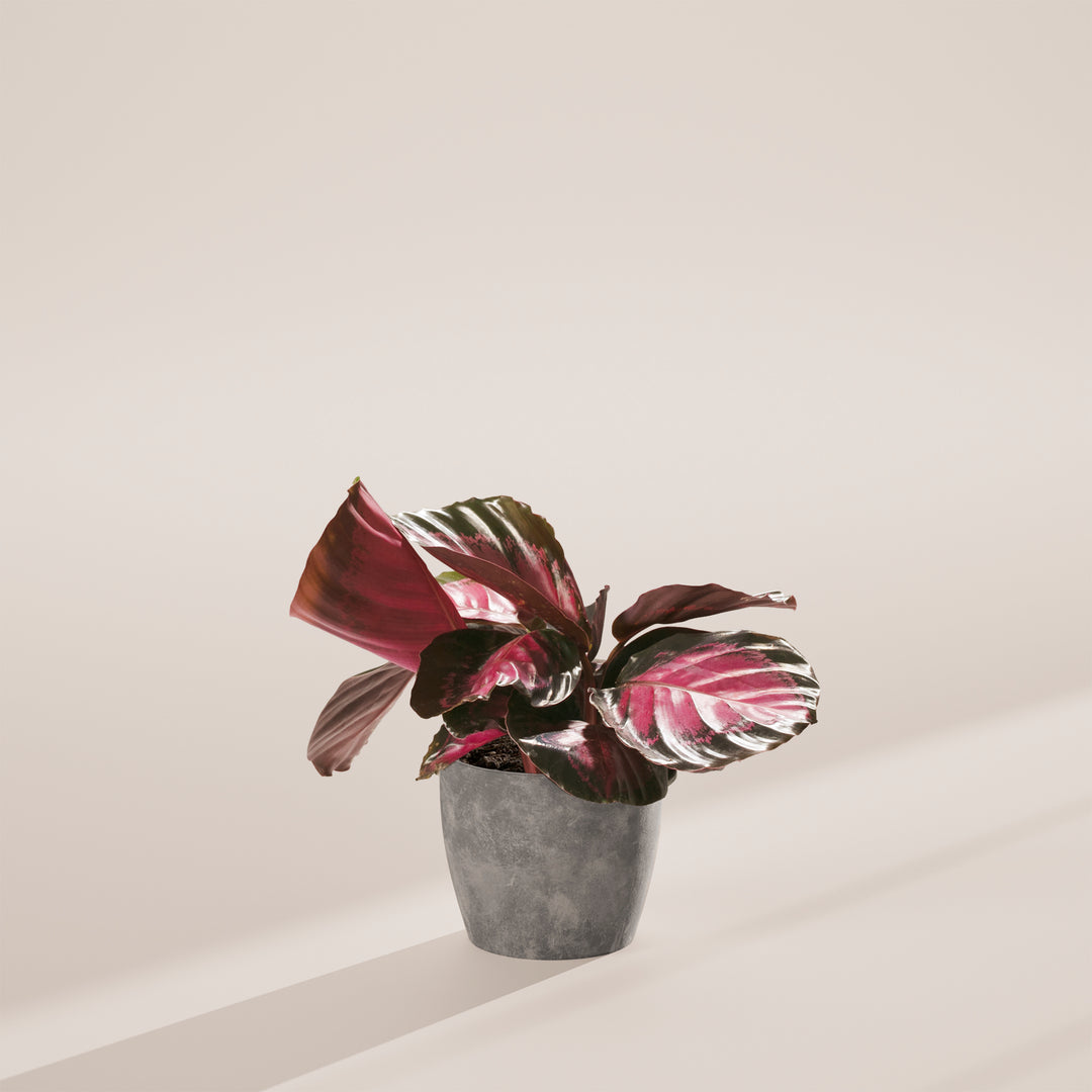 Calathea Crimson