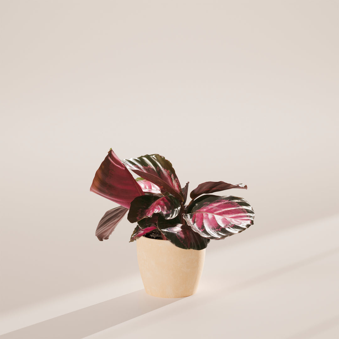 Calathea Crimson