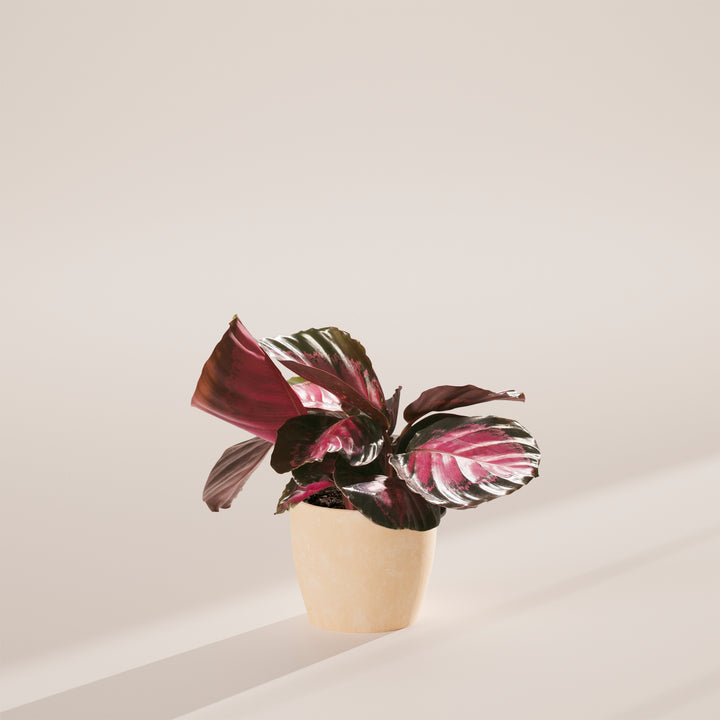 Calathea Crimson