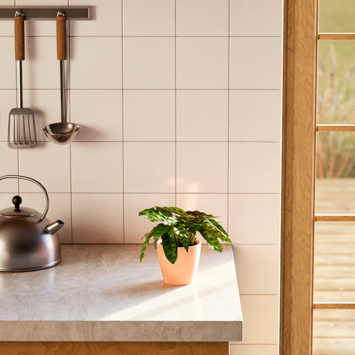 A full view of a Calathea Rattlesnake plant featuring long, wavy green leaves with dark green spotted patterns, presented in a terracotta-colored textured decorative planter on a marble countertop in a bright kitchen setting.