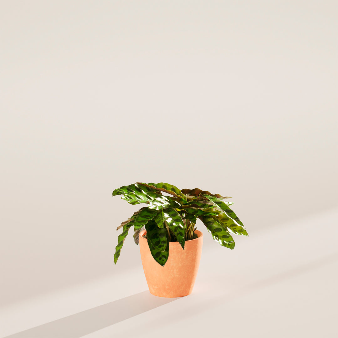 Calathea Rattlesnake