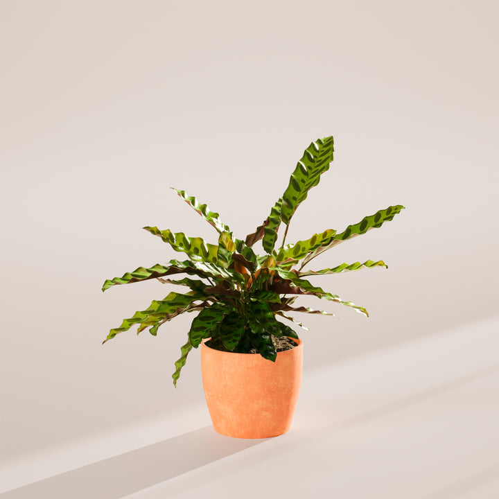 Calathea Rattlesnake