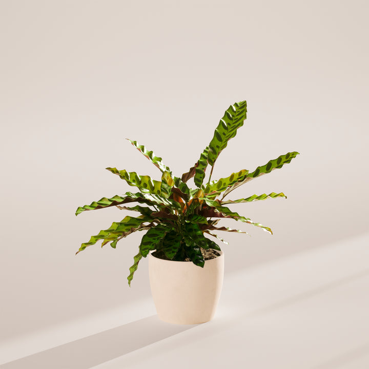 Calathea Rattlesnake