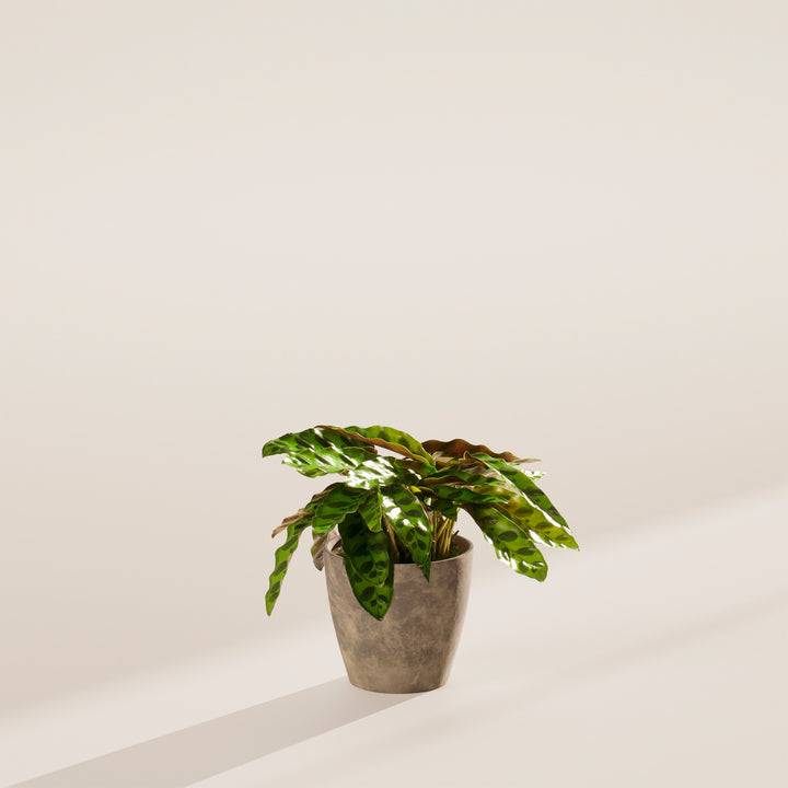 Calathea Rattlesnake