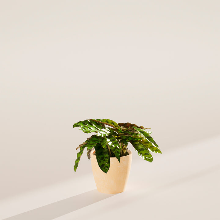 Calathea Rattlesnake