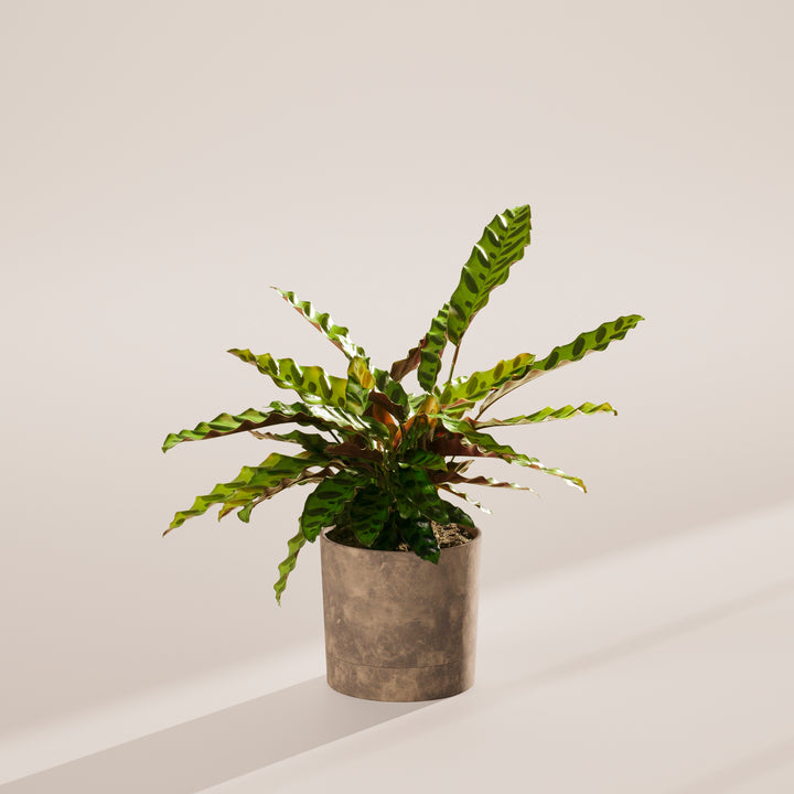 Calathea Rattlesnake