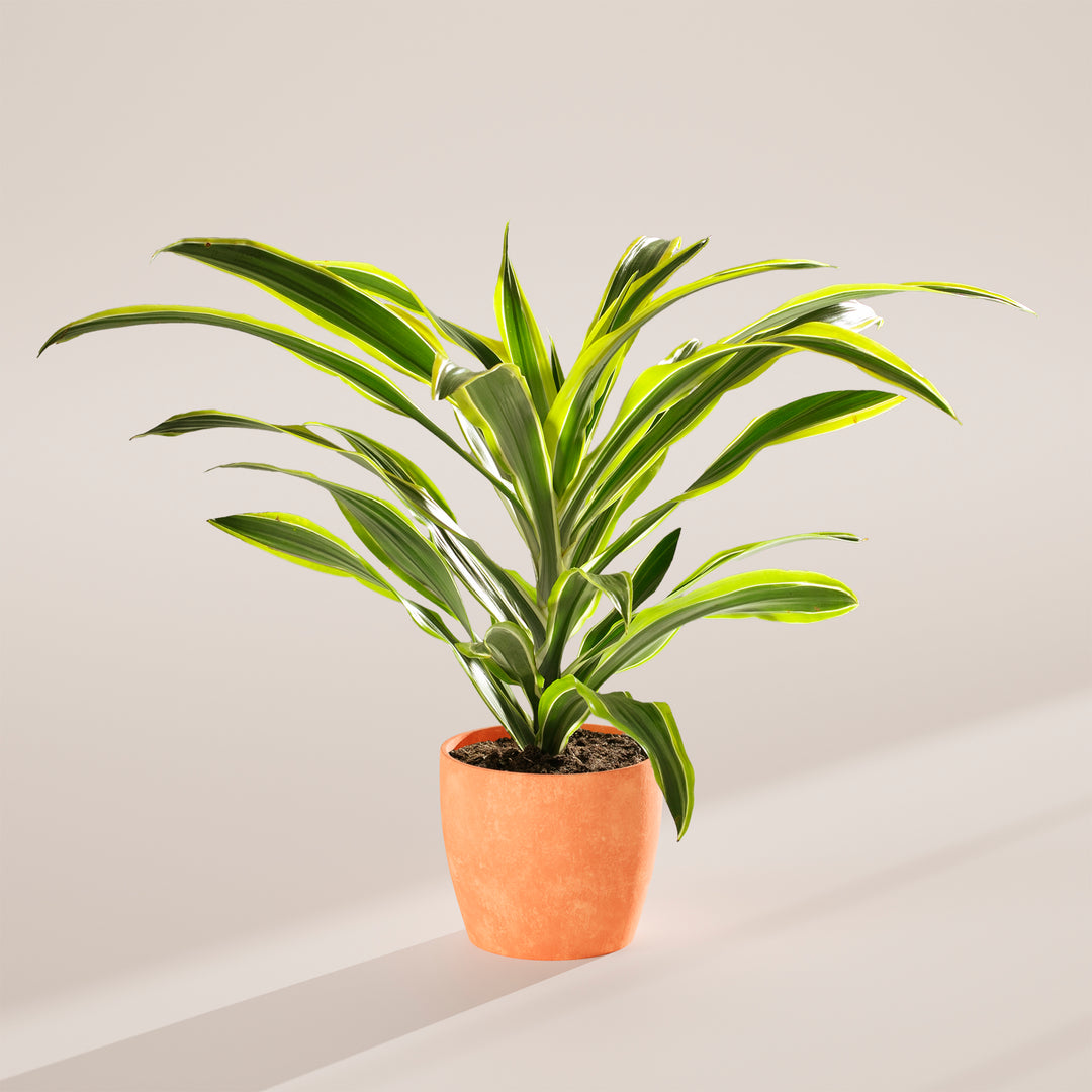 Dracaena Lemon Lime
