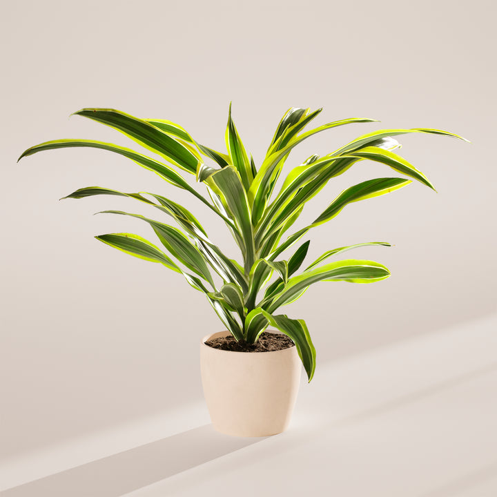 Dracaena Lemon Lime