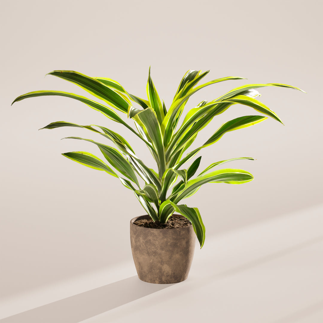 Dracaena Lemon Lime