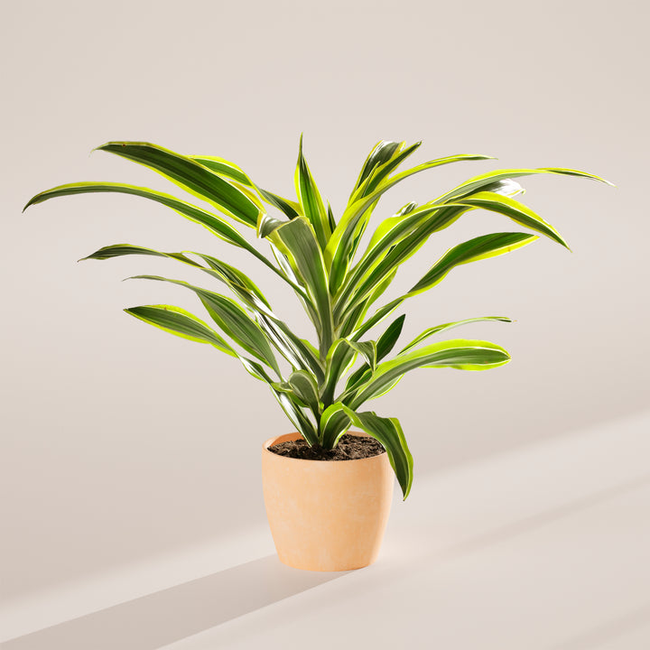Dracaena Lemon Lime