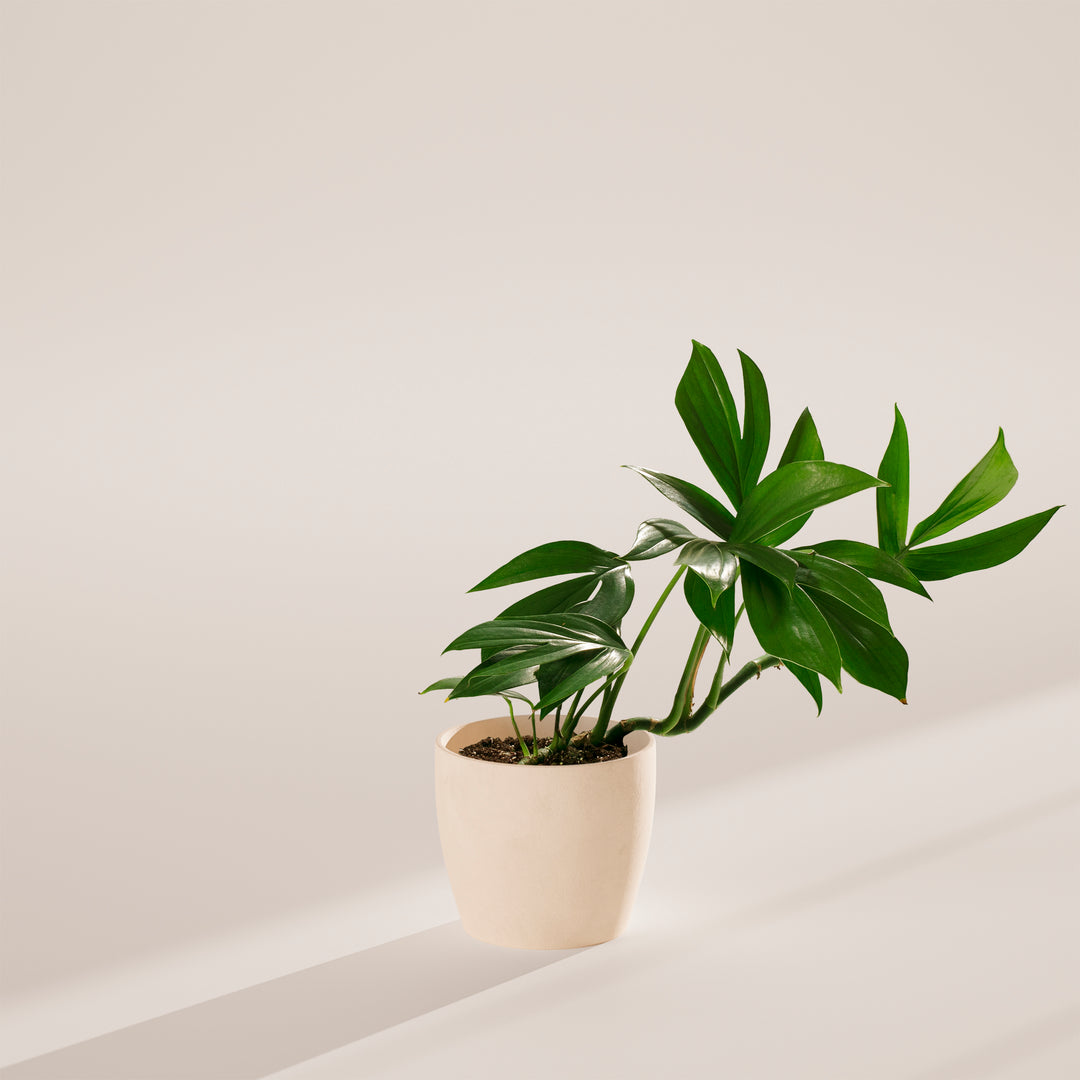 Rhaphidophora Decursiva (Dragon Tail Plant)