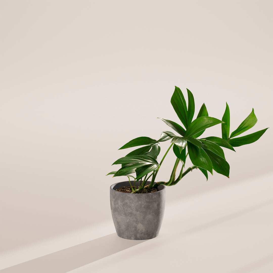 Rhaphidophora Decursiva (Dragon Tail Plant)