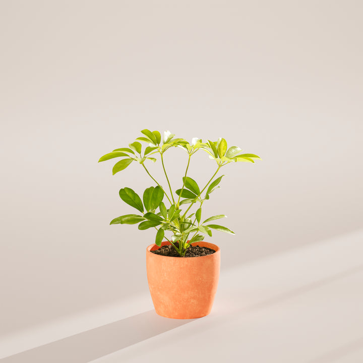 Dwarf Umbrella Tree (Schefflera Arboricola)