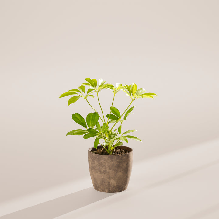Dwarf Umbrella Tree (Schefflera Arboricola)