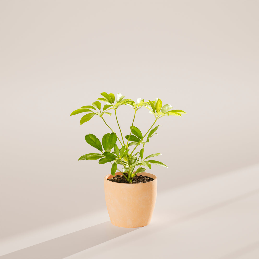 Dwarf Umbrella Tree (Schefflera Arboricola)