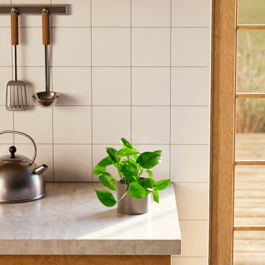 Golden Pothos Plant