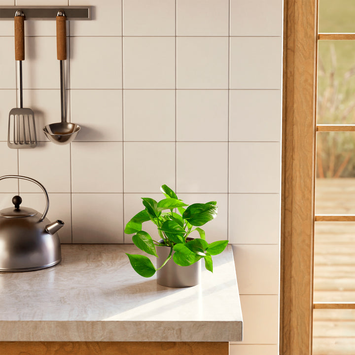 Golden Pothos Plant