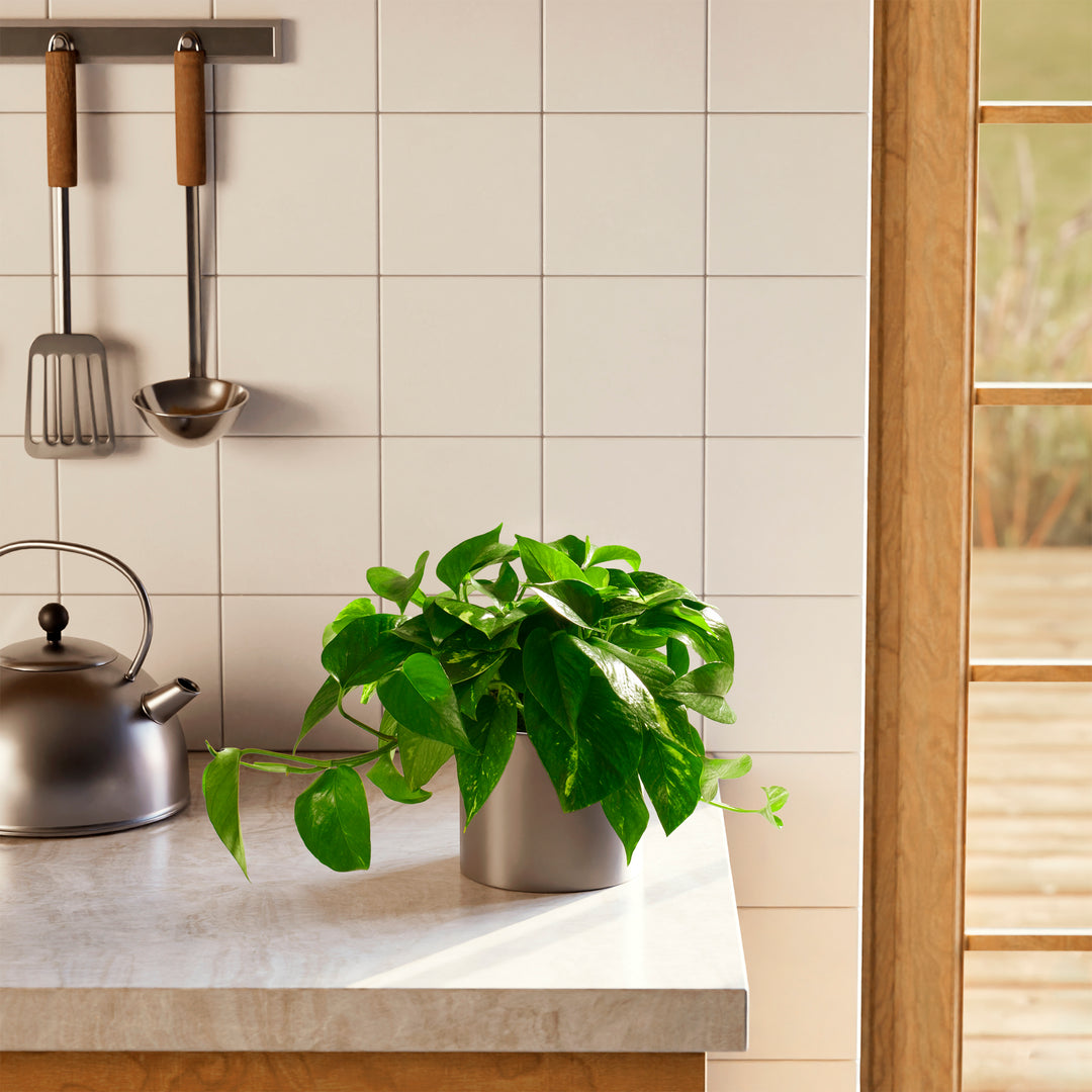 Golden Pothos Plant