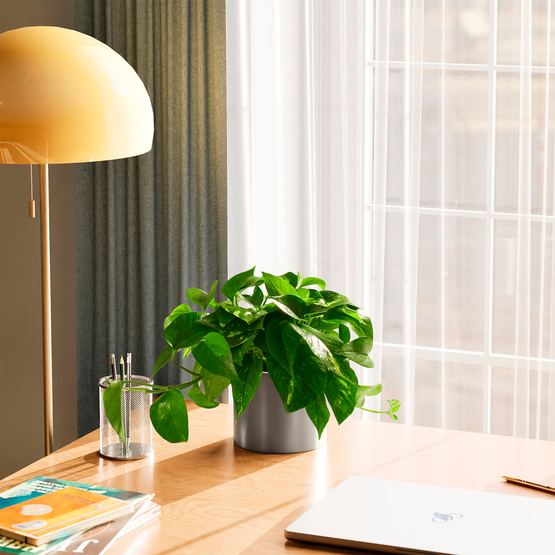 Golden Pothos Plant