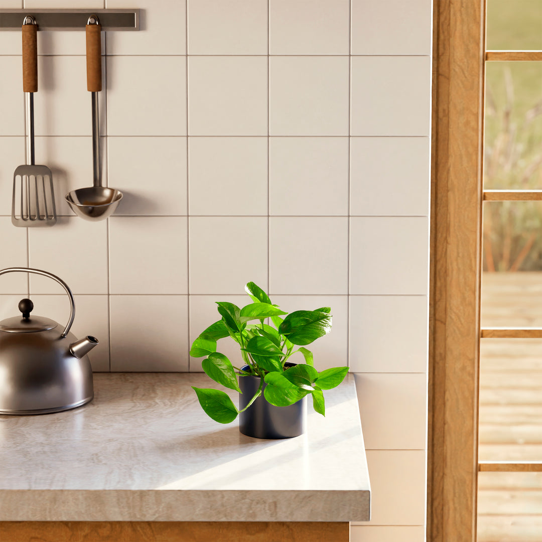 Golden Pothos Plant