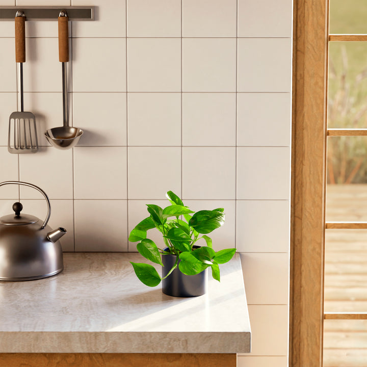 Golden Pothos Plant