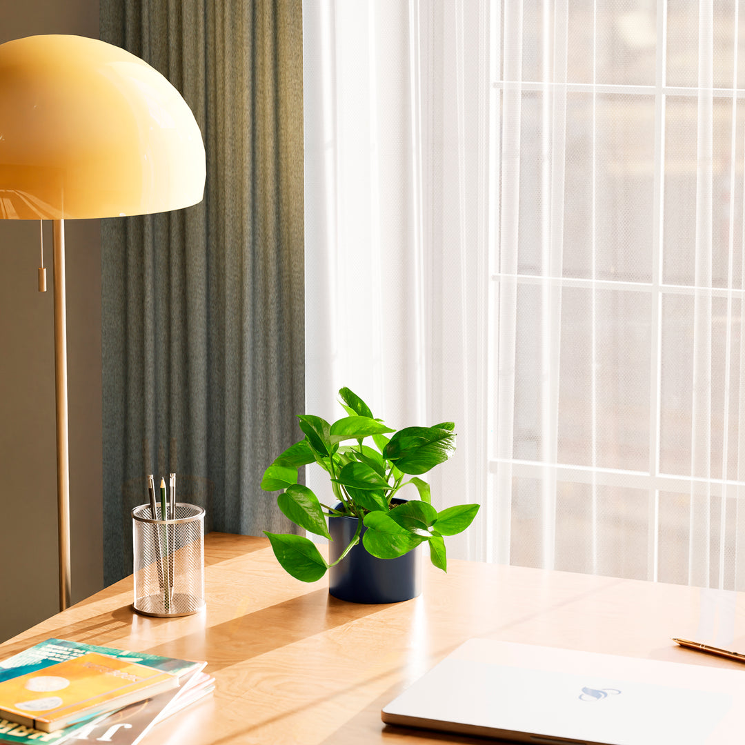 Golden Pothos Plant