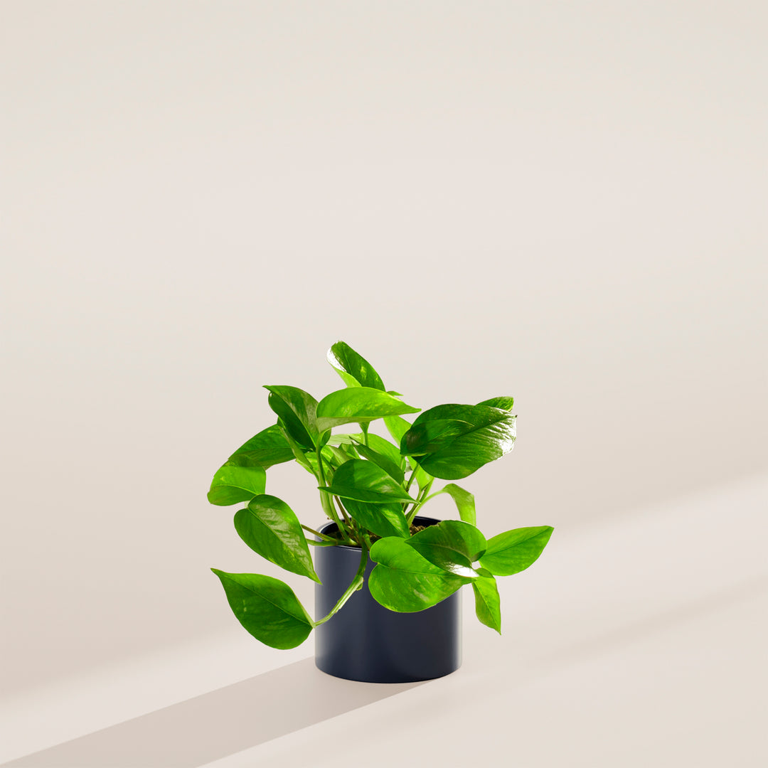 Golden Pothos Plant