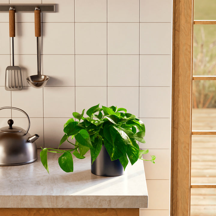 Golden Pothos Plant
