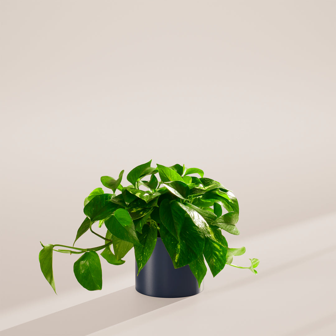 Golden Pothos Plant