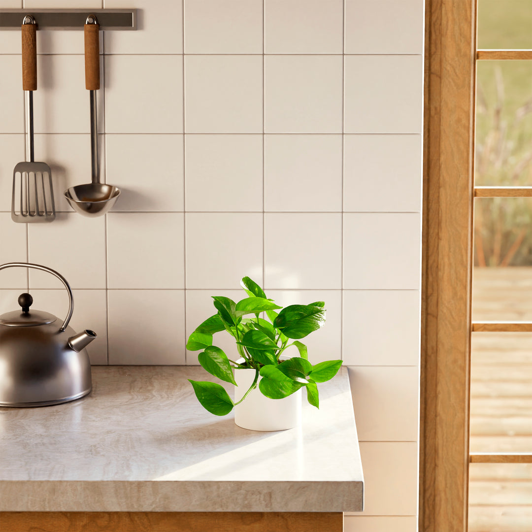 Golden Pothos Plant