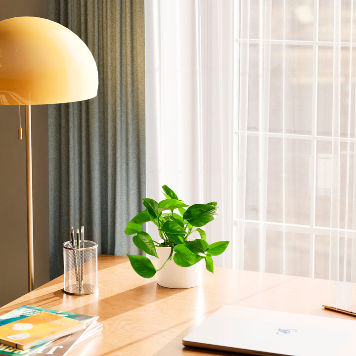 Golden Pothos Plant