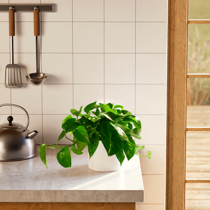 Golden Pothos Plant