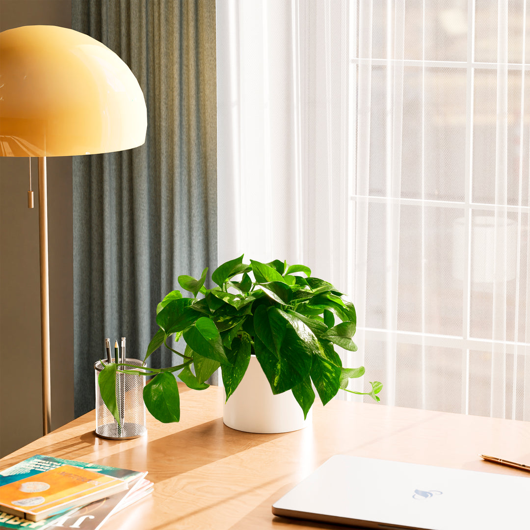 Golden Pothos Plant
