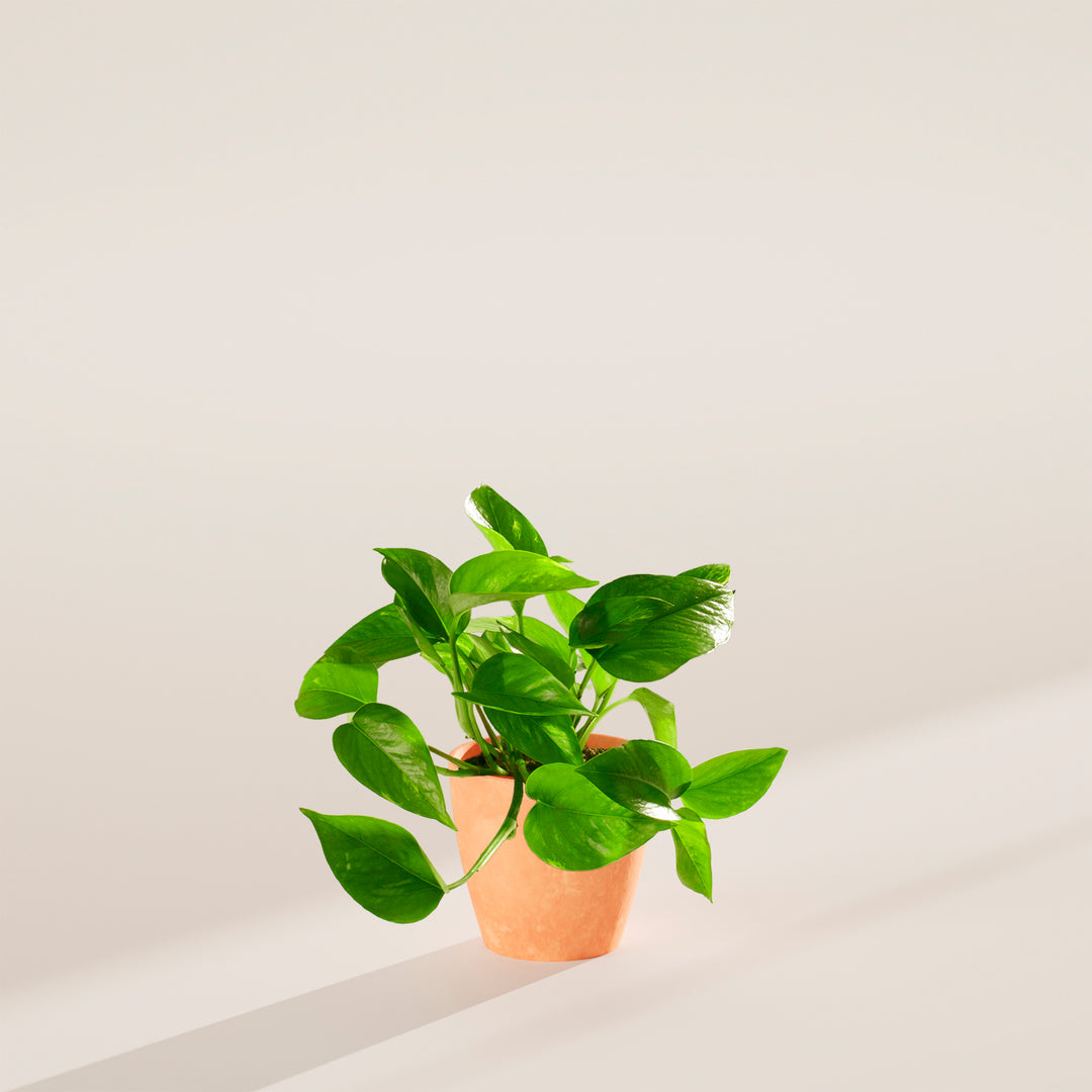 Golden Pothos Plant