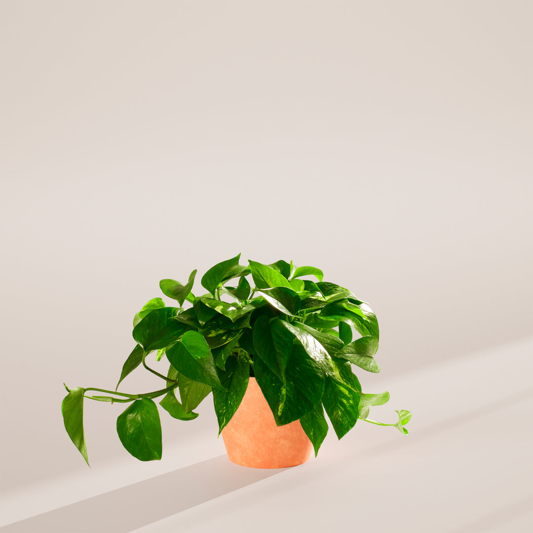 Golden Pothos Plant