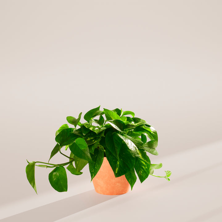 Golden Pothos Plant
