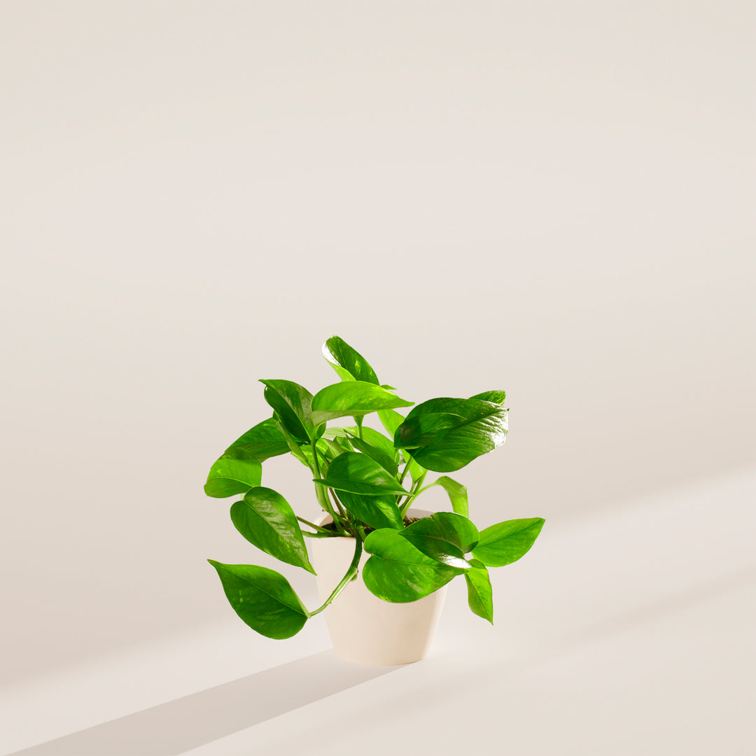 Golden Pothos Plant