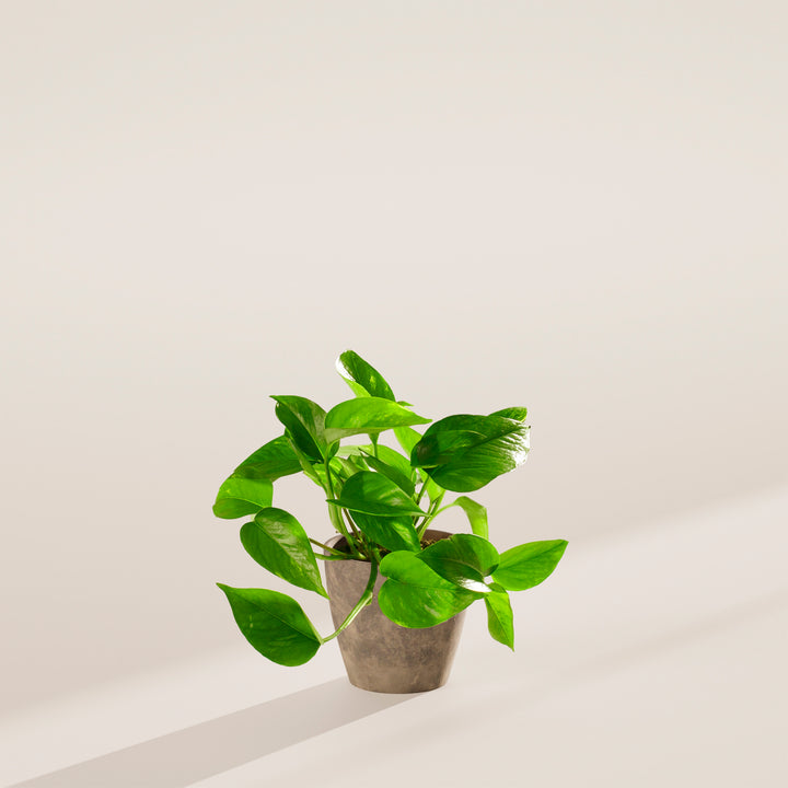 Golden Pothos Plant