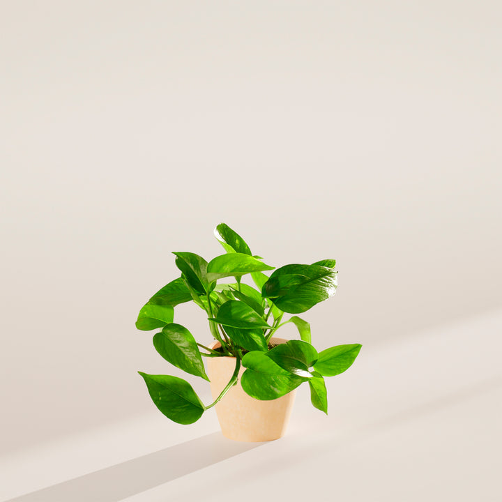 Golden Pothos Plant