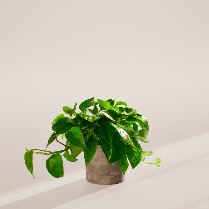 Golden Pothos Plant