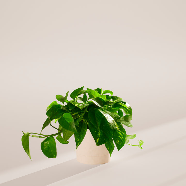 Golden Pothos Plant