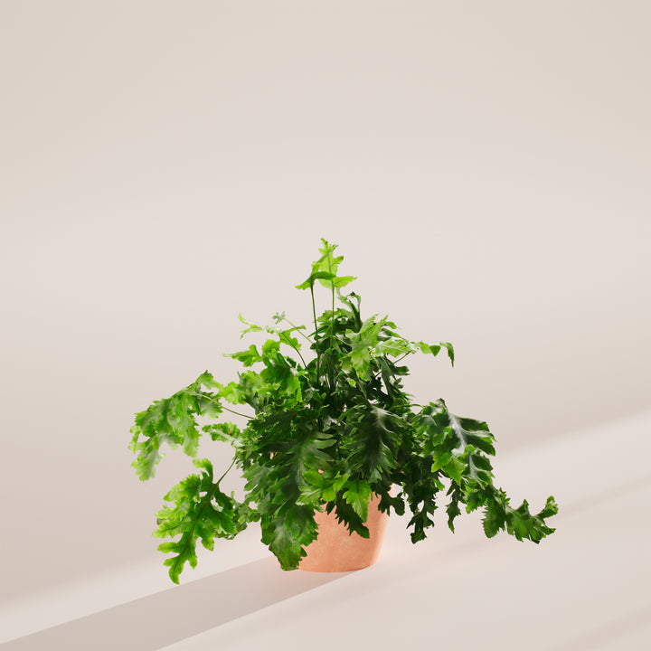 Blue Star Davana Fern