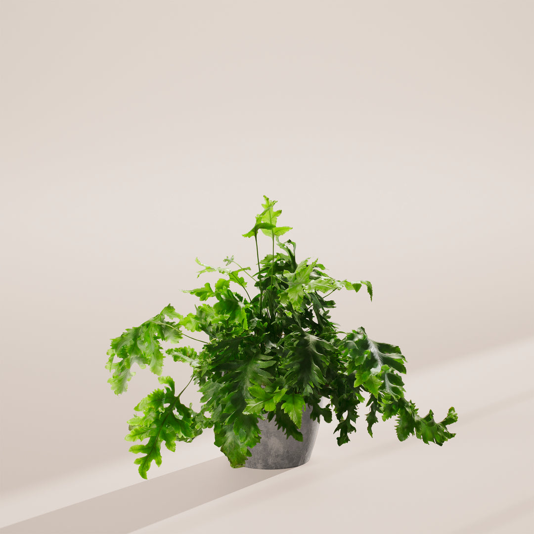Blue Star Davana Fern