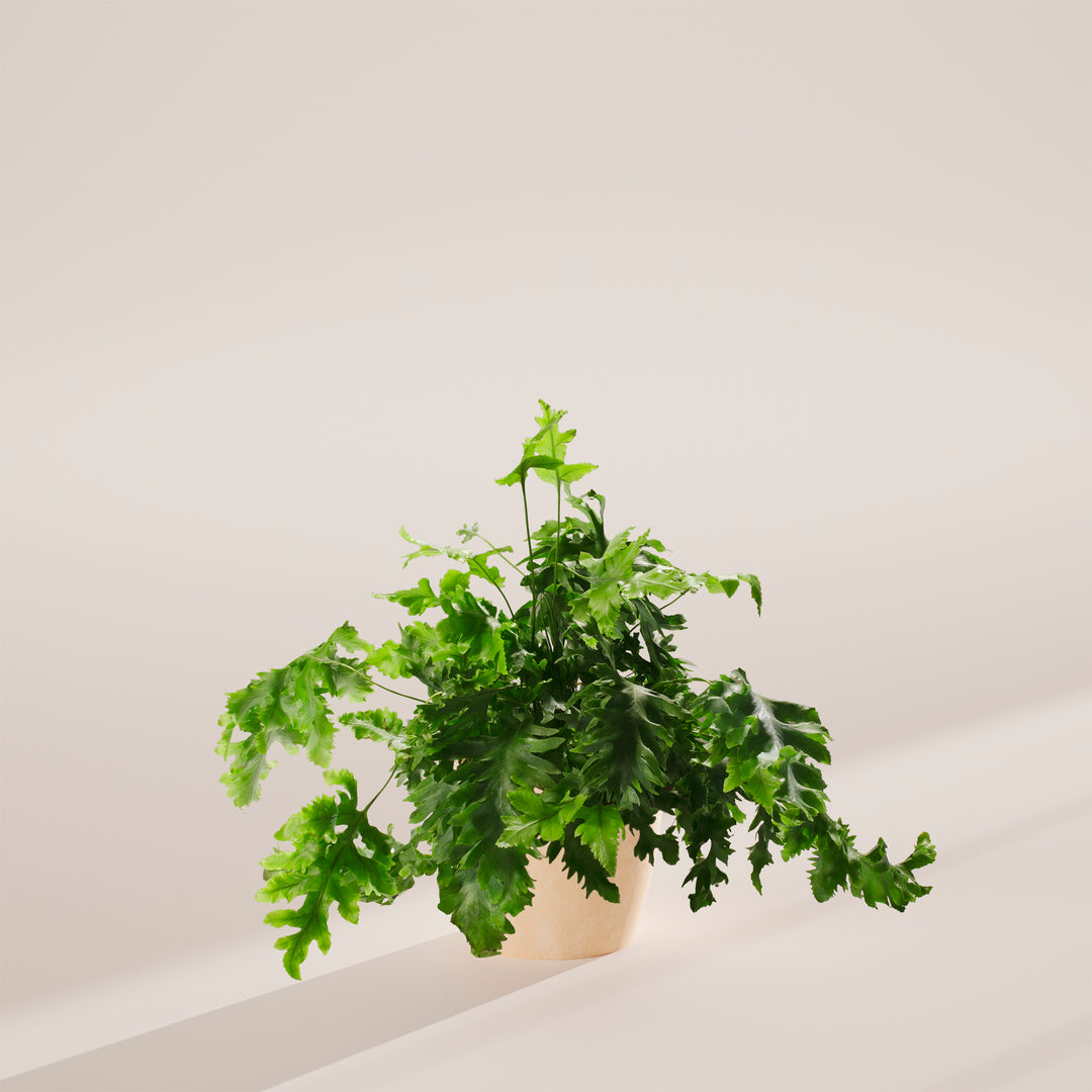 Blue Star Davana Fern