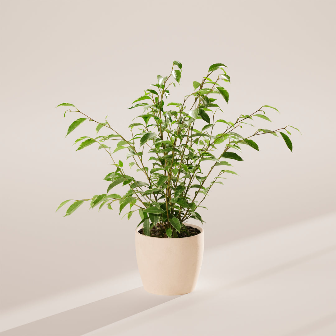 Variegated Weeping Fig