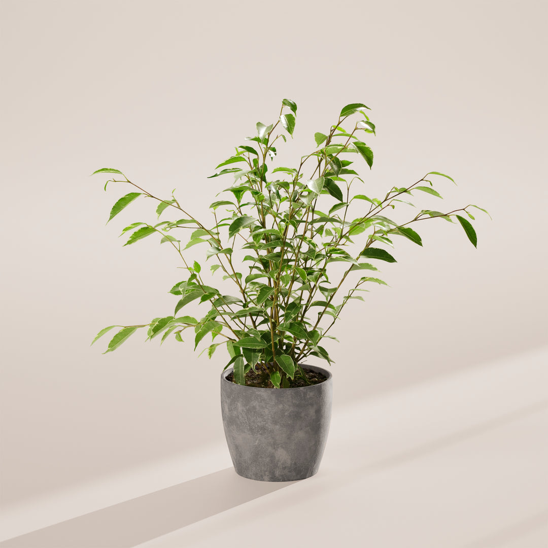Variegated Weeping Fig