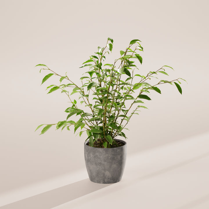 Variegated Weeping Fig