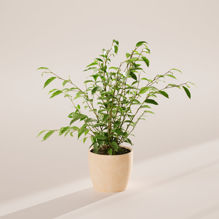 Variegated Weeping Fig