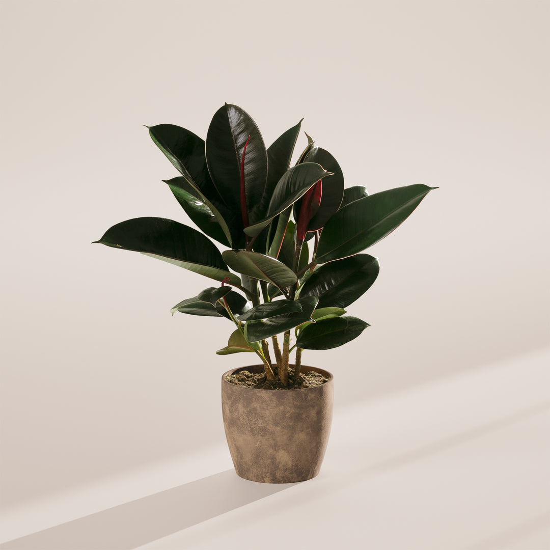 Ficus Elastica - Burgundy Rubber Tree