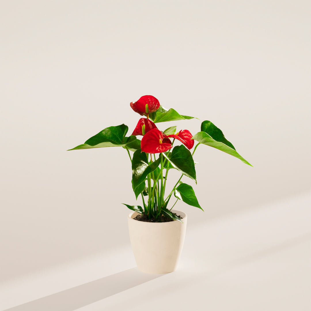 Flamingo Flower